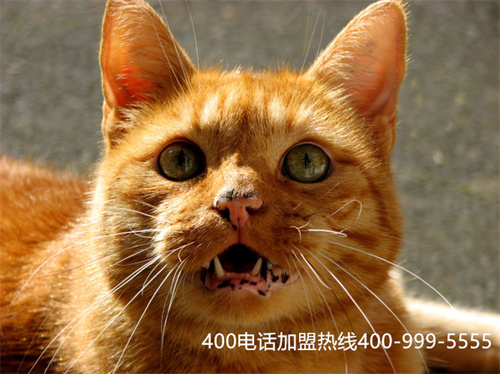 (聯通400電話客服電話)(聯通400電話資費標準)